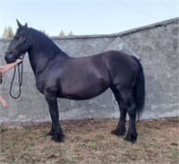 Black 8yo mare with filly Percheron/Fresian