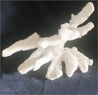 Large White Coral