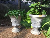 Pair of Live Plants in Light Weight Urn
