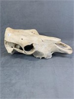Real Cow Skull