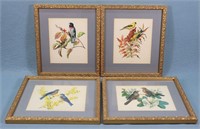(4) FREUND, Rudolf Framed Bird Prints