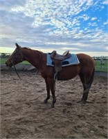 (VIC): ACCIDENTAL SPIN - QH Mare