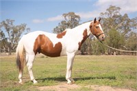 (NSW): COLESLEA RADIANT - ASH Stallion