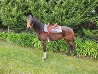 (VIC): DAPHNE DAISY - Stock Horse Mare
