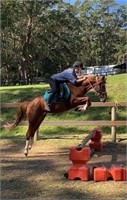 (NSW): CHILLI - Stock Horse Mare