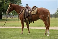 Extra Minks - Bred & Raised by King Ranch