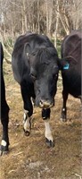 (VIC): Fresian x Jersey Heifer