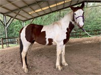 (NSW): LAYLA - Clydie x Paint x QH Mare