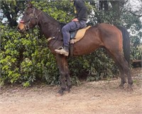 (VIC): GERONIMO - Stock Horse x Gelding