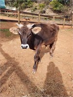 (NSW): KENNY - Brown Swiss Bull