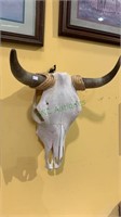 Authentic cow head skull with the teeth and