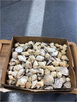 Sea shells and clam shells