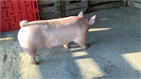 Bryce Cornell Market Hog
