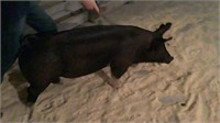 Brody Hermanson Market Hog