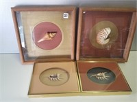 (4) Shadow Boxes with Sea Shells, incl. (2) 10 1/4
