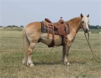 Woody 11yo 13h Grade Halflinger Gelding