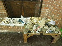 Large Lot of Shells and Rocks
