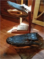 decorative alligator heads 13"