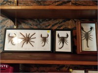 bugs in frames