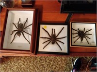 spiders in frames