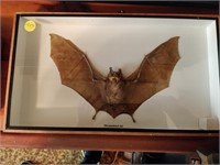 bat in frame