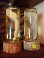 baby sharks in jars