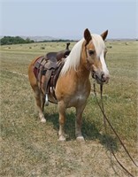 Buzz 12yo 13h Grade Halflinger Gelding