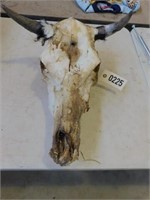 Cow Skull