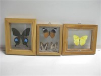 3 Shadowbox Framed Butterfly Displays