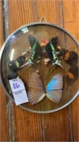 Butterfly glass display