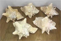 Conch Shells x 5 U8C