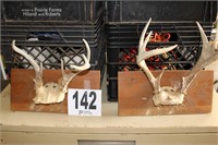 Two Sets Of Wall Antlers