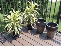 Patio Plants (summer only)