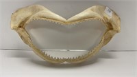 Shark jaw w/ teeth