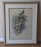 Botanical Print 21X27