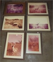 Lot of 6 Framed Photos  of White Tail Deer