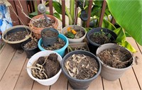 selection of plants and pots