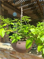 Hanging Plant