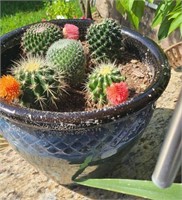 Potted Golden Barrel Cactus