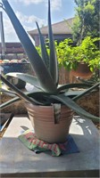 Aloe 13"Diam 10"Tall Planter