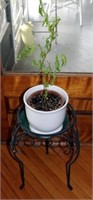 Wrought Iron Plant Stand w/ Potted Plant