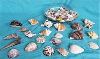 CLEAR BOWL WITH SEA SHELLS*VARIOUS SHAPES & SIZES