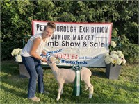 2021 Peterborough Exhibition Steer and Lamb Show