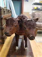 Vintage Two-Headed Calf Taxidermy