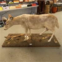 Piebald-Type Deer Full Body Taxidermy Mount