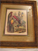 Framed Parrot Picture 23 x 25