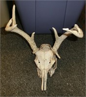C-283 bleached deer skull
