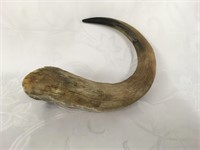 Arctic Muskox Horn