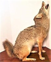 Howling Coyote Taxidermy on Wood Base