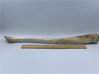 Fossilized Walrus Oosik 18 1/2" long